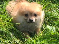 Spitz 