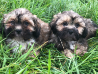 Lhassa apso 