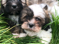 Lhassa apso 
