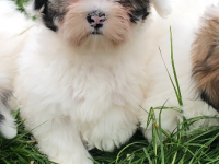 Coton tuléar
