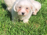 Bichon frisé 