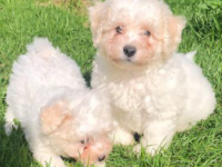 Bichon frisé 