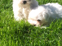 Bichon Maltais