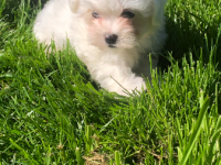Bichon Maltais