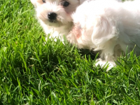 Bichon Maltais