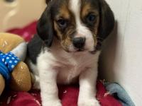 Beagle
