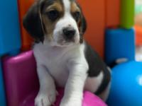 Beagle