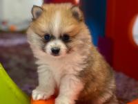 Spitz