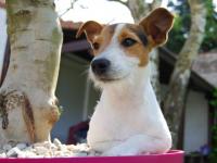 Jack russel et parson russel