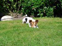 Jack russel et parson russel