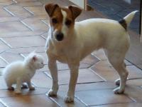 Jack russel et parson russel