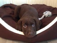 Labrador