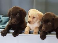 Labrador