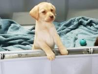 Labrador