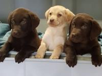 Labrador