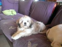 Lhassa Apso