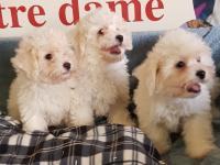 Bichon Frisé