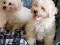 Bichon Frisé