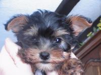 Yorkshire terrier