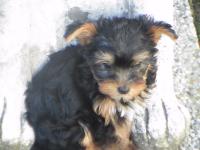 Yorkshire terrier