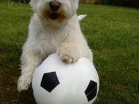 West-Highland white terrier (Westie)