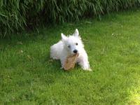 West-Highland white terrier (Westie)