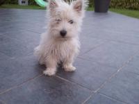 West-Highland white terrier (Westie)