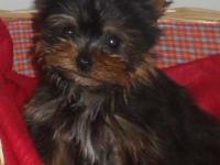 Yorkshire terrier