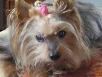 Yorkshire terrier