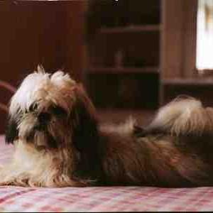 Lhassa Apso