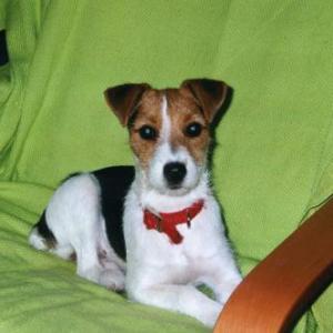 Jack Russel et Parson Russel