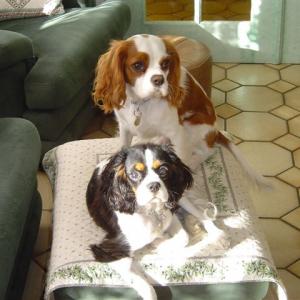 Cavalier King Charles