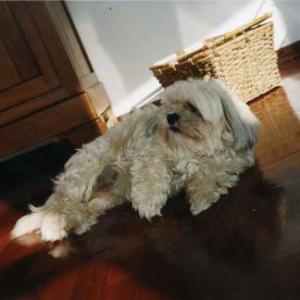 Lhassa apso