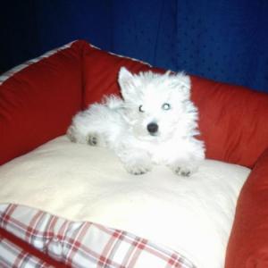 West-highland white terrier (westie)