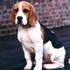 Beagle