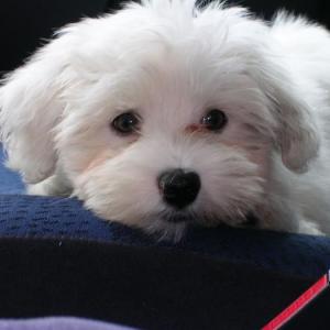 Bichon maltais