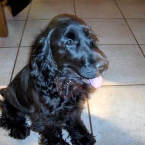 Cocker anglais (spaniel)