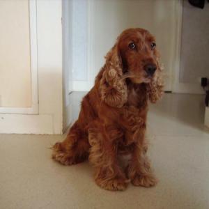 cocker anglais (spaniel)