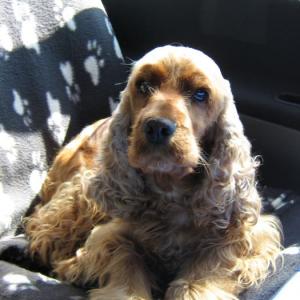 cocker anglais (spaniel)