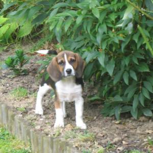 beagle