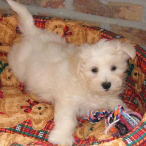 bichon maltais