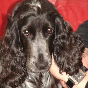 cocker anglais (spaniel)