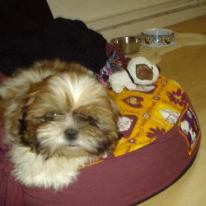 shih tzu