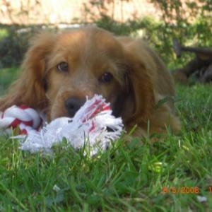 cocker anglais (spaniel)