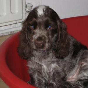 cocker anglais (spaniel)