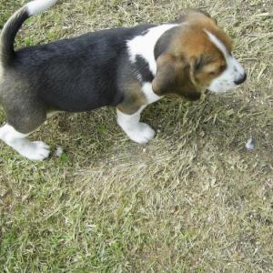 beagle