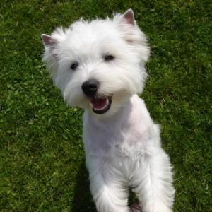 west-highland white terrier (westie)