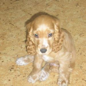 cocker anglais (spaniel)