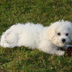 bichon frisé