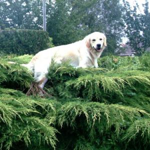 golden retriever